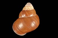 藏品(紅蝸牛)的圖片